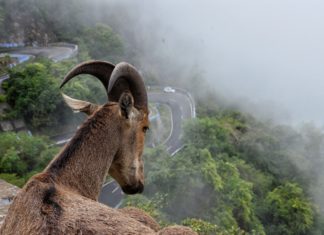 A Tennessee Fainting Goat in Texas
