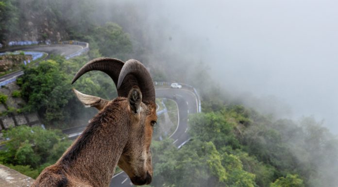 A Tennessee Fainting Goat in Texas