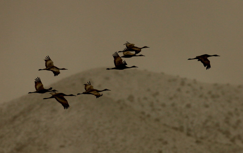 A Flurry of Wings