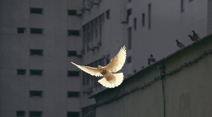 Woken by a dove tapping