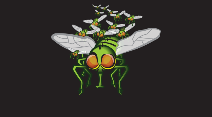 Horsefly Don’t Bother Me