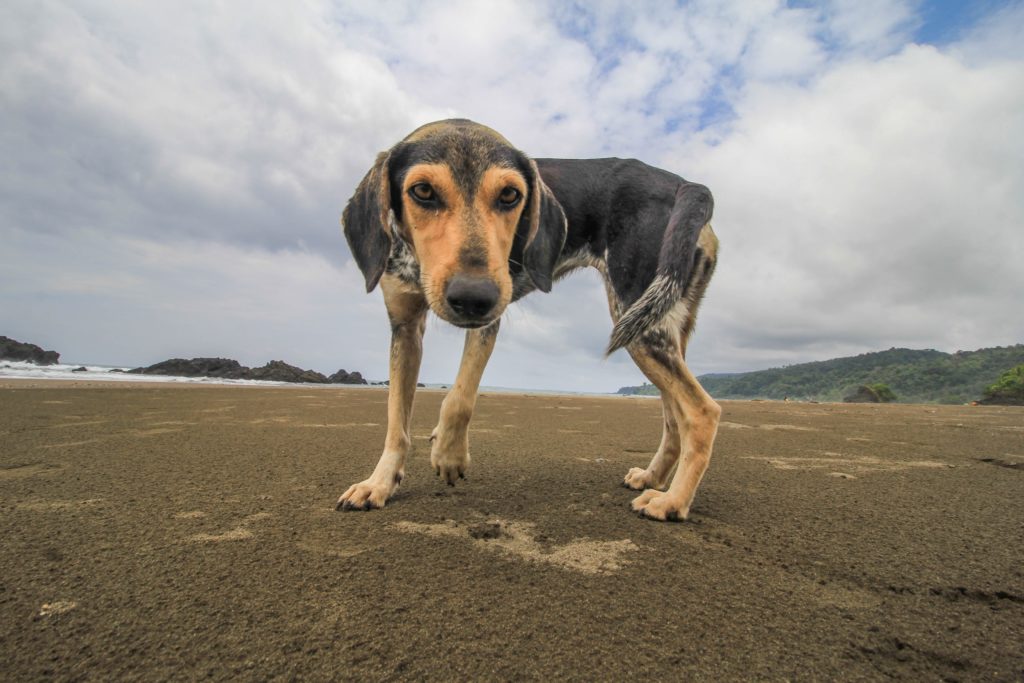 Lockproof: Canine Sleuth