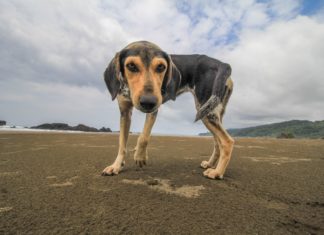 Lockproof: Canine Sleuth