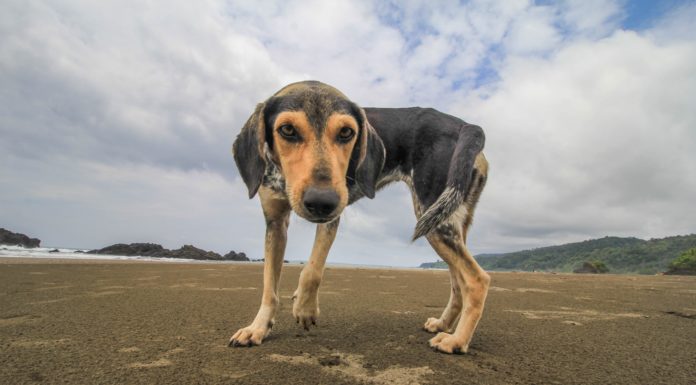 Lockproof: Canine Sleuth