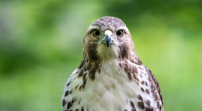 Shadow Existence and other poems