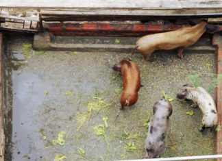 Neither Nature nor Nurture