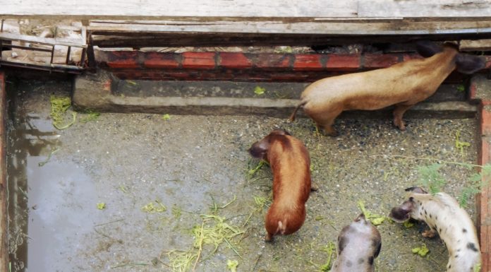 Neither Nature nor Nurture