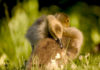 Goslings at Wilde Lake