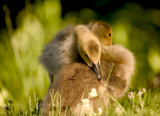 Goslings at Wilde Lake