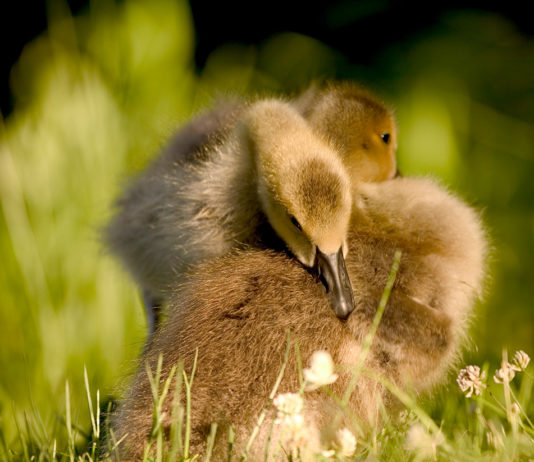 Goslings at Wilde Lake