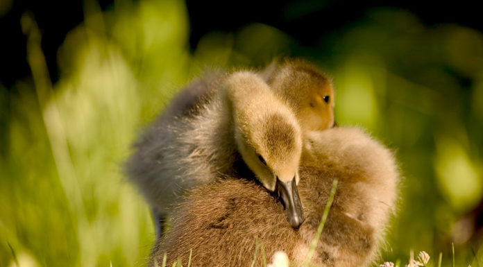 Goslings at Wilde Lake