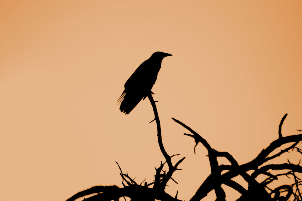 Summer of Crows