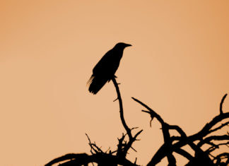 Summer of Crows