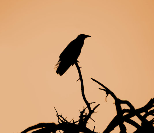 Summer of Crows