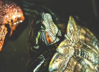 You’re Fired, Psycho