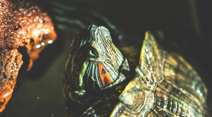 You’re Fired, Psycho