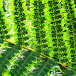 ferns2