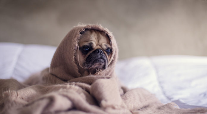 Brain dead fuckwits everywhere