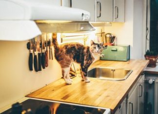 It’s been a half century since the fair