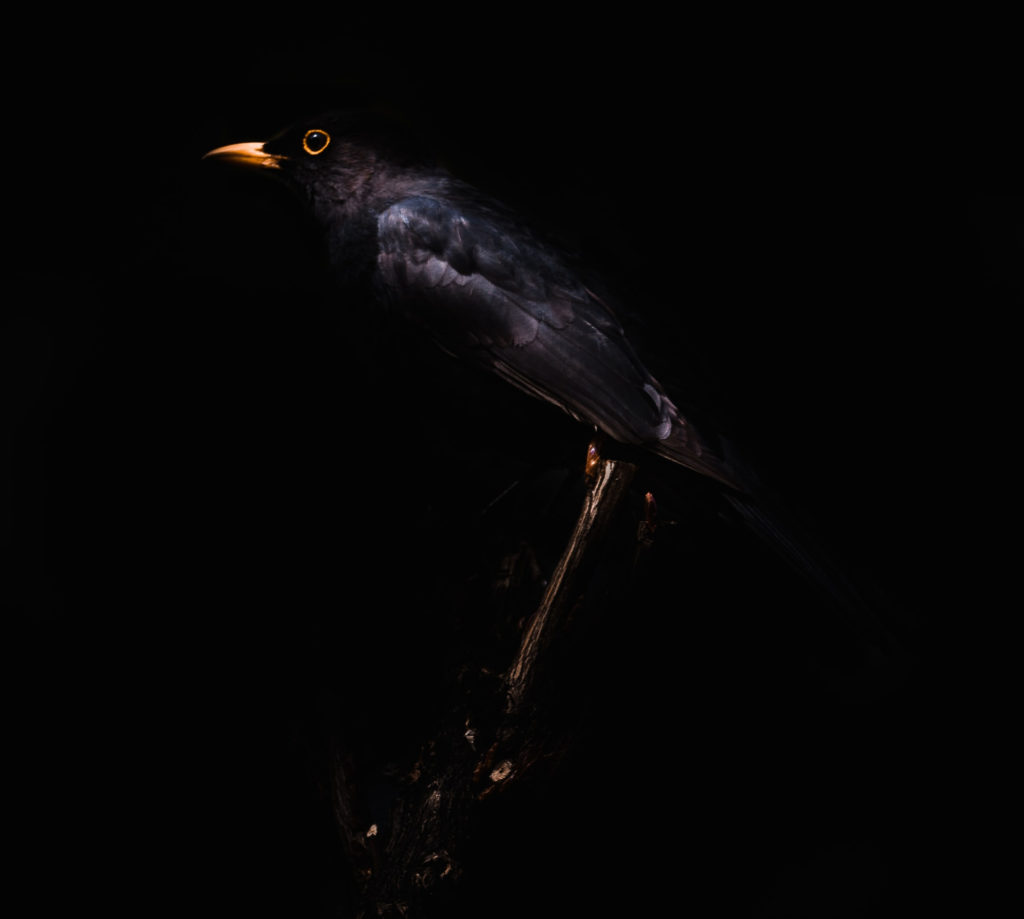 One Way of Looking at Thirteen Blackbirds