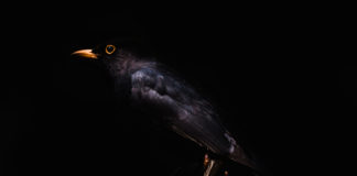 One Way of Looking at Thirteen Blackbirds