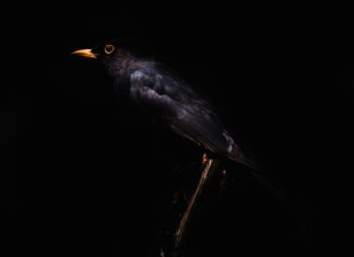 One Way of Looking at Thirteen Blackbirds