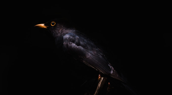 One Way of Looking at Thirteen Blackbirds