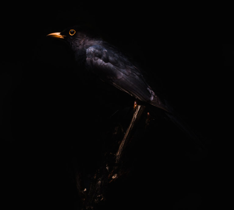One Way of Looking at Thirteen Blackbirds