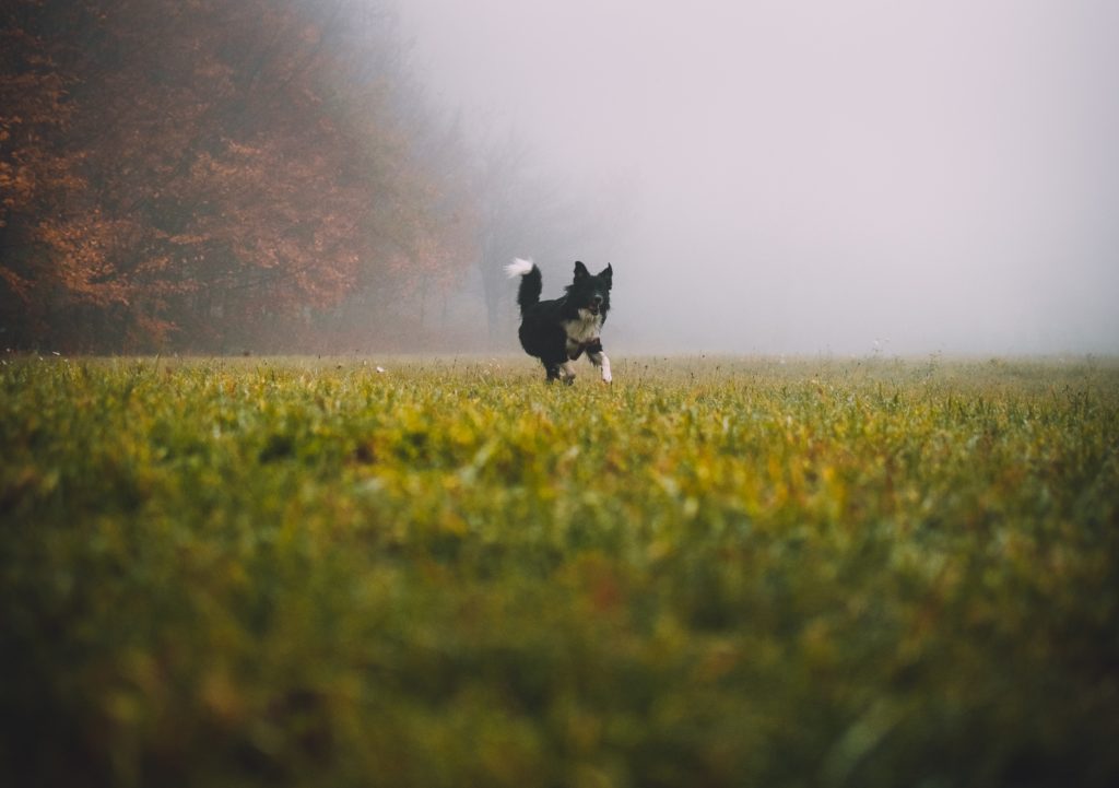 Toby, Tobias Dog