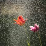 Photo by michael podger