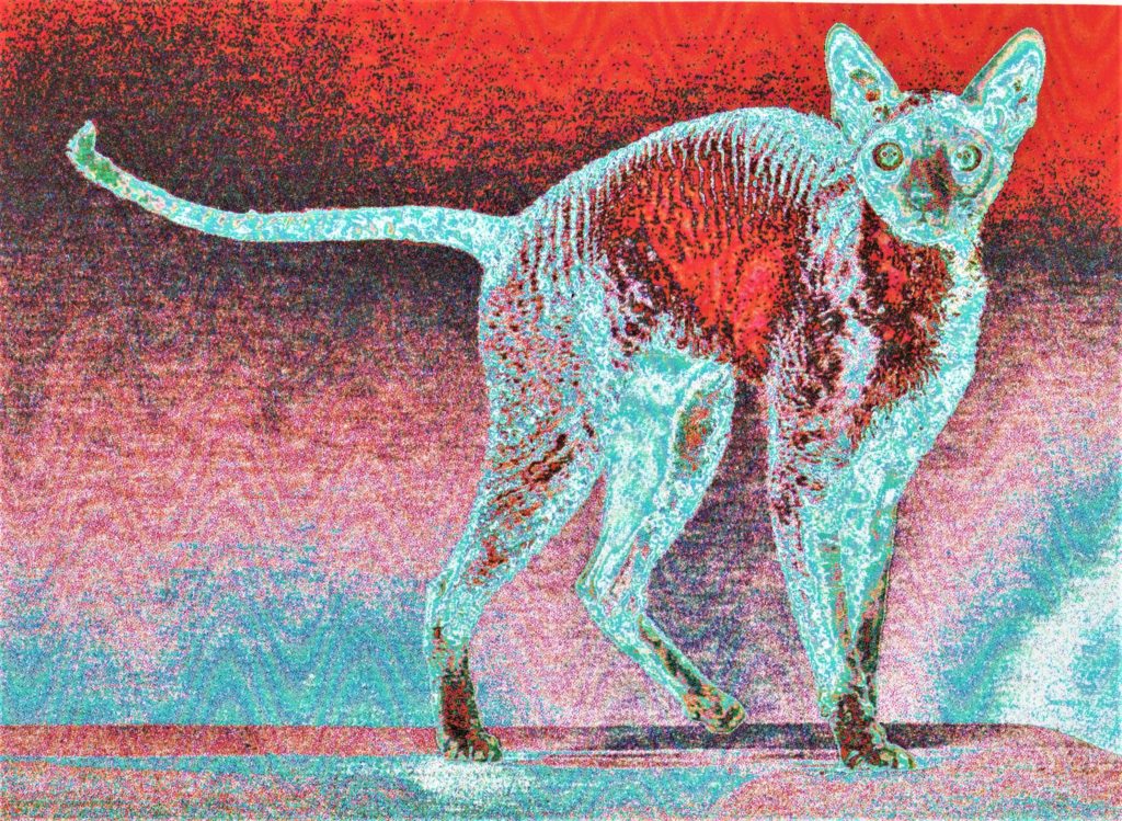 Anatomy Of a Feline