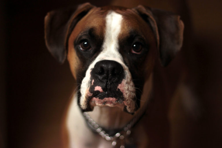 a dog is a dog
