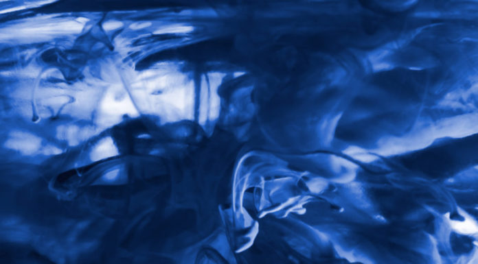 birds and other fly creatures