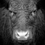 Photo by Richard Gatley