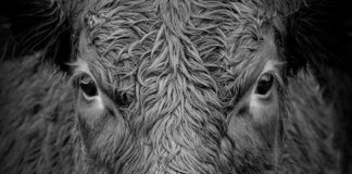 When the will to survive is stronger than love