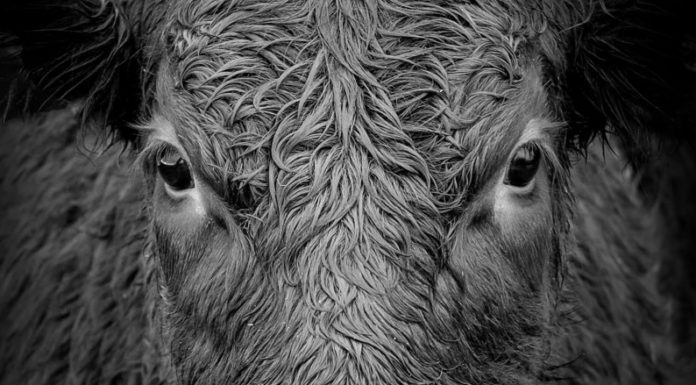 When the will to survive is stronger than love