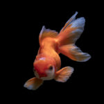 Photo by zhengtao tang