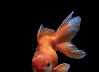 The red fantail is my favorite