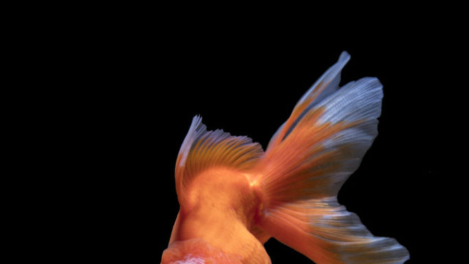 The red fantail is my favorite