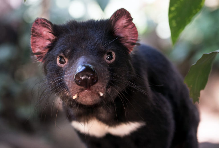 I have never known a Tasmanian…