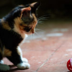 Photo by Ernesto Bruschi