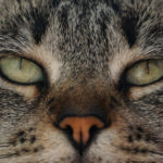 Photo by Marco Biondi