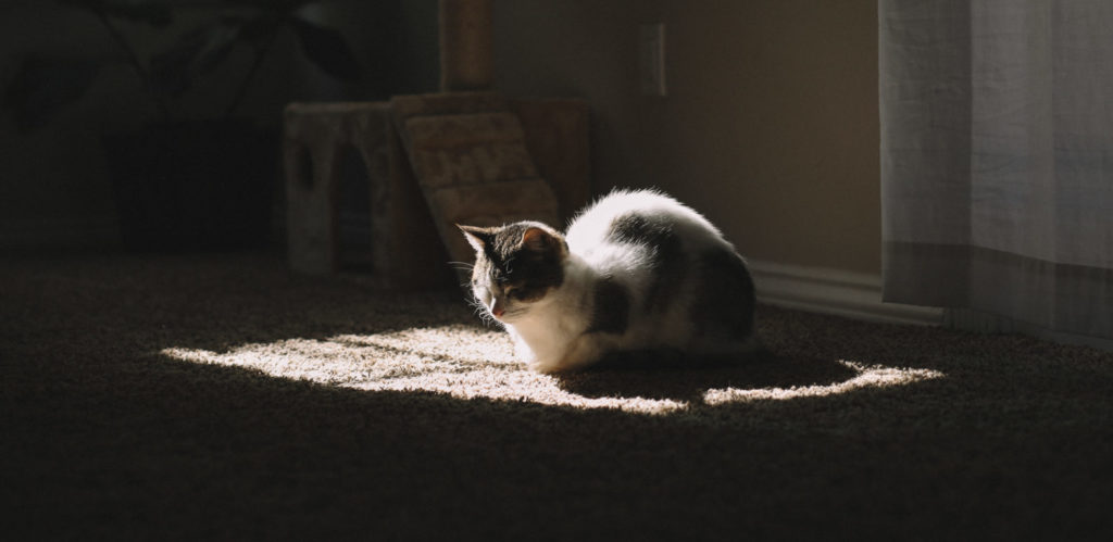My doctor said to play with my cat as a coping mechanism to prevent my suicide