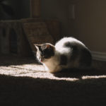 Photo by Justin DoCanto