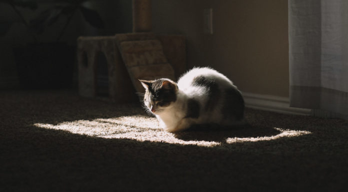 My doctor said to play with my cat as a coping mechanism to prevent my suicide