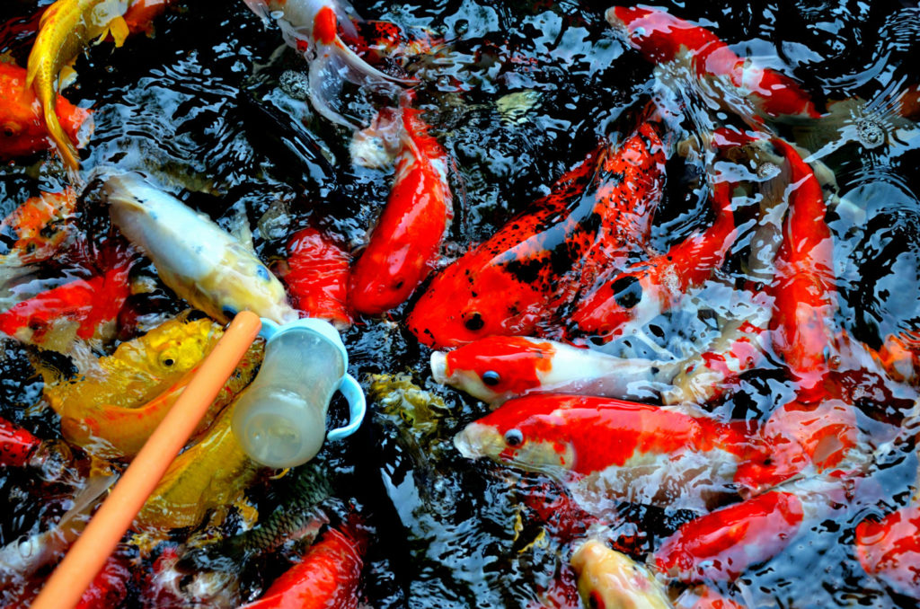 How to Gut a Carp