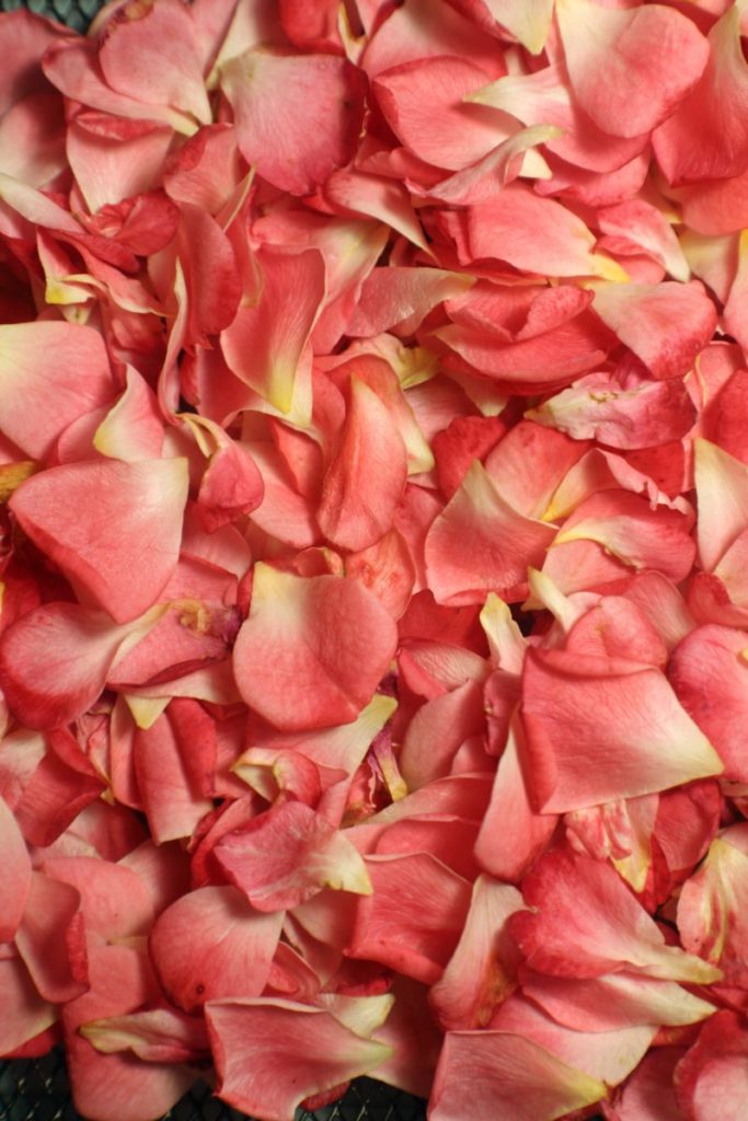 A petaled season