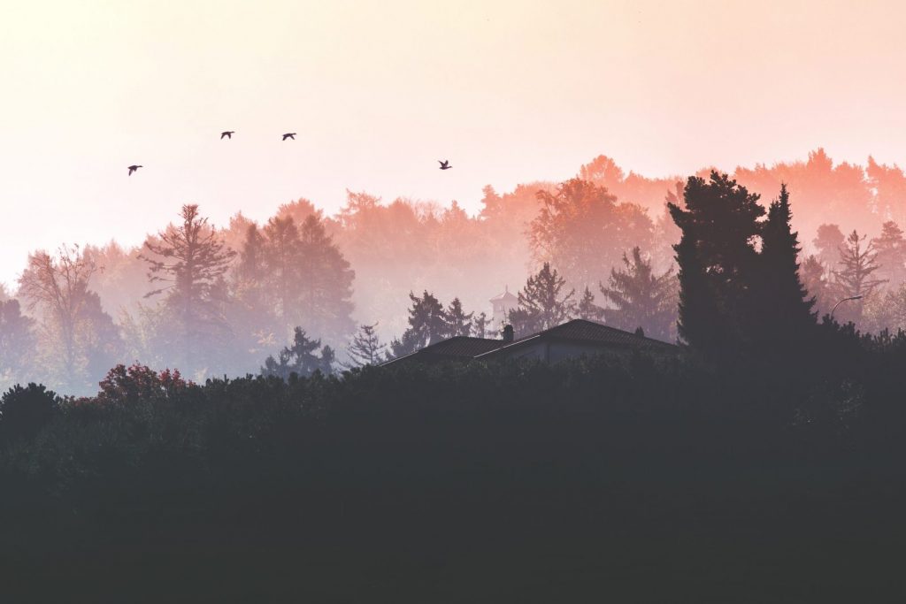 Silent Birds