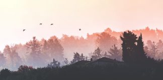 Silent Birds