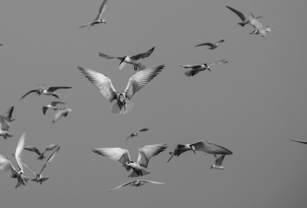 Terns
